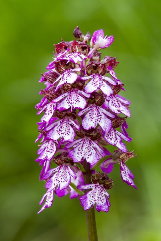 Вілла Casale Coccinella Preci Екстер'єр фото